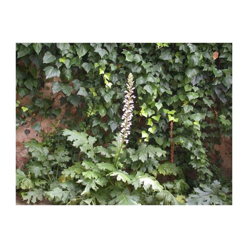 4063654255499 - Acanthus mollis Bärenklau ca 11x11 cm Topf dekorativ