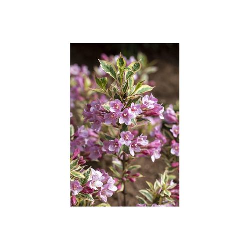 4063654275589 - Weigela florida Magical Rainbow Weigelie buntes Laub 30–40 cm 4063654275589 - Weigela florida Magical Rainbow Weigelie buntes Laub 30–40 cm