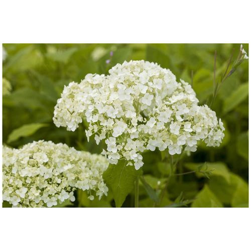 4063654846352 - Hydrangea arborescens Lime Rickey Hortensie limettengrün 60–80 cm