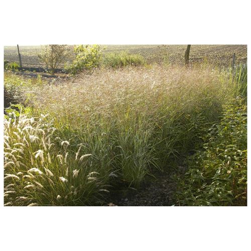 4063654816409 - Panicum virgatum Shenandoah Rutenhirse rot-grün 3-5 Liter Container