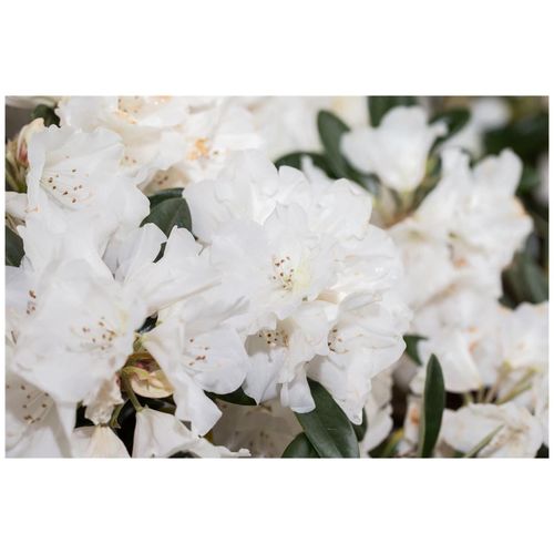 4063654328995 - Rhododendron roxieanum var oreonastes immergrün 30–40 cm 4063654328995 - Rhododendron roxieanum var oreonastes immergrün 30–40 cm