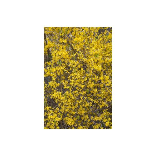 4063654226857 - Forsythia Lynwood Goldglöckchen leuchtend gelb 80–100 cm 4063654226857 - Forsythia Lynwood Goldglöckchen leuchtend gelb 80–100 cm