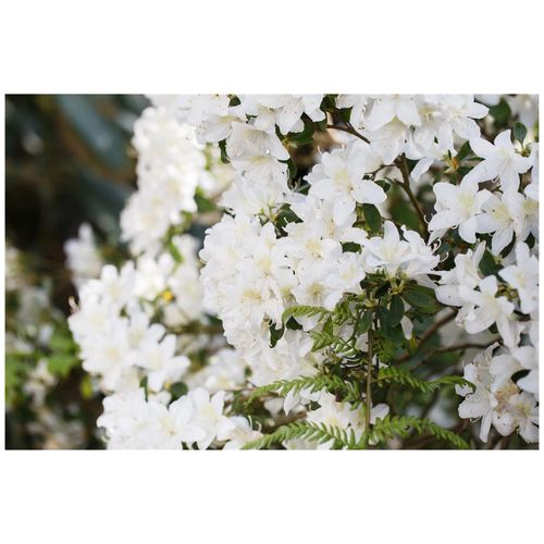 4063654074571 - Rhododendron obtusum Schneesturm Azalee weiß 30–40 cm