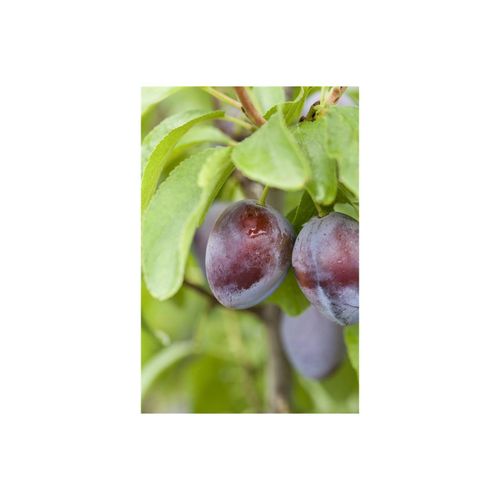 4063654261094 - Prunus domestica Stanley Pflaume süß 150–200 cm 4063654261094 - Prunus domestica Stanley Pflaume süß 150–200 cm