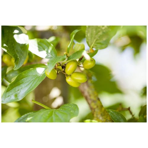 4063654805502 - Cornus mas Jolico Kornelkirsche gelbe Blüten 60–80 cm