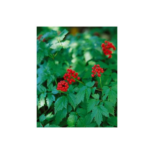 4063654255635 - Actaea rubra Rote Christophskraut ca 11x11 cm Topf 4063654255635 - Actaea rubra Rote Christophskraut ca 11x11 cm Topf