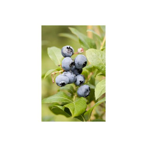 4063654820468 - Vaccinium corymbosum Goldtraube Heidelbeere 30–40 cm 4063654820468 - Vaccinium corymbosum Goldtraube Heidelbeere 30–40 cm