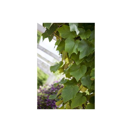 4063654282617 - Vitis vinifera coignetiae Zierwein 60–100 cm