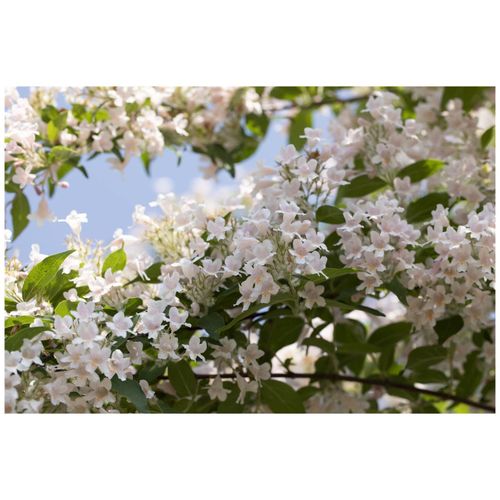 4063654316565 - Kolkwitzia amabilis Kolkwitzie rosa Blüten 60–100 cm 4063654316565 - Kolkwitzia amabilis Kolkwitzie rosa Blüten 60–100 cm