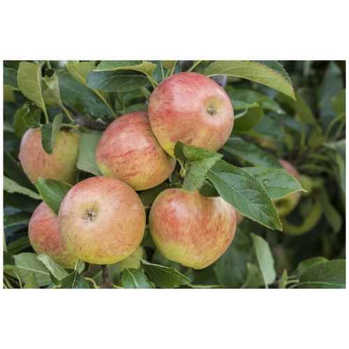 4063654280941 - Malus James Grieve Apfelbaum 150–200 cm saftig-süß
