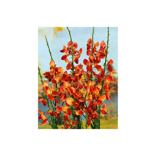 4063654842125 - Cytisus scoparius Fulgens Besenginster leuchtend rot 60–80 cm
