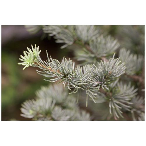 4063654002765 - Cedrus atlantica Glauca Atlas-Zeder blau-grün 60–80 cm 4063654002765 - Cedrus atlantica Glauca Atlas-Zeder blau-grün 60–80 cm