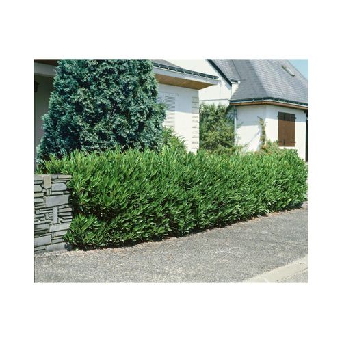 4063654816430 - Prunus laurocerasus Otto Luyken Kirschlorbeer immergrün 40–50 cm 4063654816430 - Prunus laurocerasus Otto Luyken Kirschlorbeer immergrün 40–50 cm