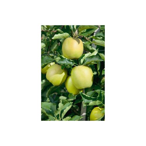 4063654254973 - Malus domestica Mutsu Apfelbaum grün-gelb 150–200 cm