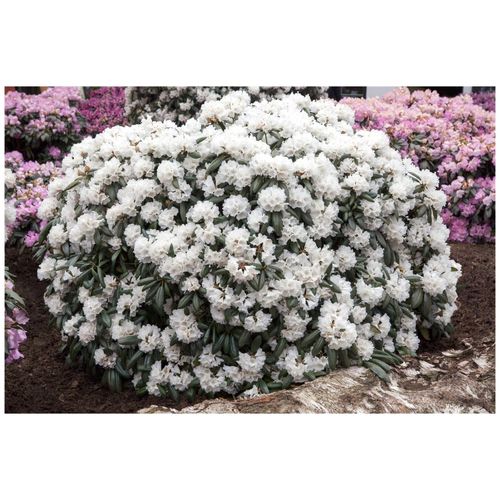 4063654074670 - Rhododendron yakushimanum Schneekissen weiß 30–40 cm