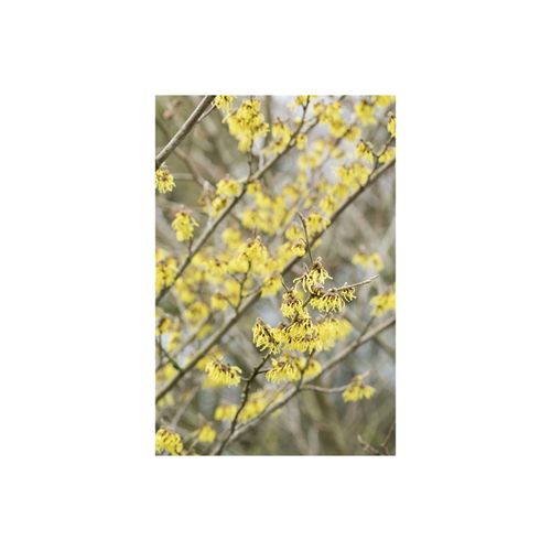 4063654319511 - Hamamelis intermedia Arnold Promise Zaubernuss gelb 40–60 cm 4063654319511 - Hamamelis intermedia Arnold Promise Zaubernuss gelb 40–60 cm