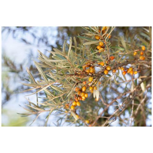 4063654332923 - Hippophae rhamnoides Hergo Sanddorn 40–60 cm vitaminreich 4063654332923 - Hippophae rhamnoides Hergo Sanddorn 40–60 cm vitaminreich
