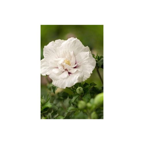 4063654811138 - Hibiscus syriacus White Chiffon Gartenhibiskus weiß 80–100 cm