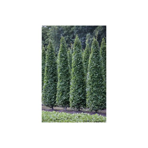 4063654808534 - Carpinus betulus Fastigiata Hainbuche säulenförmig 125–150 cm 4063654808534 - Carpinus betulus Fastigiata Hainbuche säulenförmig 125–150 cm