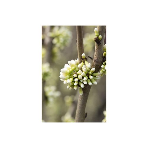 4063654836278 - Cercis chinensis Shirobana Judasbaum weiß-rosa Blüten 60–80 cm