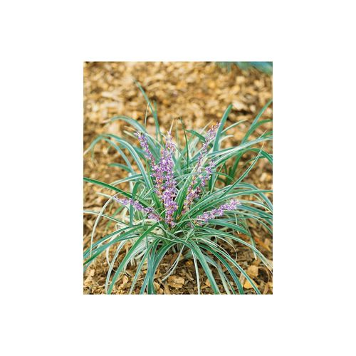4063654303220 - Liriope spicata Lilientraube immergrün ca 9x9 cm Topf 4063654303220 - Liriope spicata Lilientraube immergrün ca 9x9 cm Topf