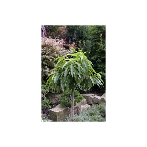 4063654262985 - Prunus persica wergpfirsich kompakt 60 cm