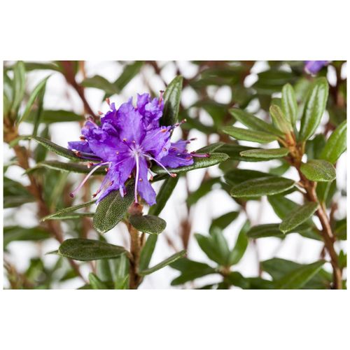 4063654072782 - Rhododendron impeditum Azurika Zwerg-Rhododendron violettblau 15–20 cm 4063654072782 - Rhododendron impeditum Azurika Zwerg-Rhododendron violettblau 15–20 cm