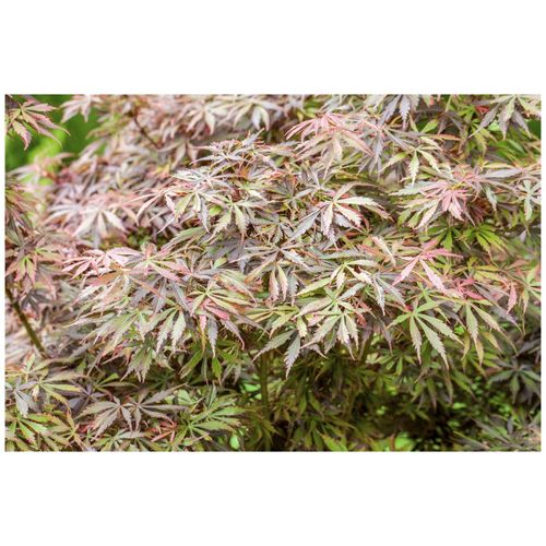 4063654242185 - Acer palmatum Jerre Schwartz Japanischer Ahorn 60–100 cm