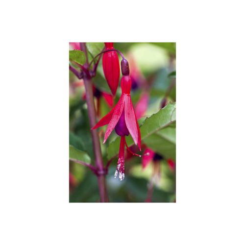 4063654295945 - Fuchsia magellanica MPopple Fuchsie rot-violett ca 9x9 cm Topf 4063654295945 - Fuchsia magellanica MPopple Fuchsie rot-violett ca 9x9 cm Topf