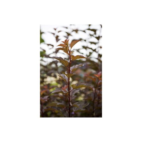4063654815518 - Physocarpus opulifolius Amber Jubilee Blasenspiere 60–80 cm 4063654815518 - Physocarpus opulifolius Amber Jubilee Blasenspiere 60–80 cm