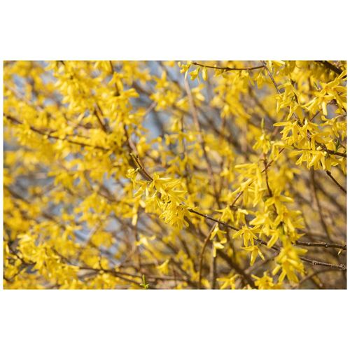 4063654236658 - Forsythia Maree dOr -R- Goldglöckchen gelb 30–40 cm
