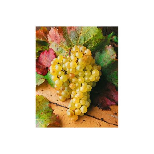 4063654276715 - Vitis vinifera Weinrebe weiß 40–60 cm 4063654276715 - Vitis vinifera Weinrebe weiß 40–60 cm