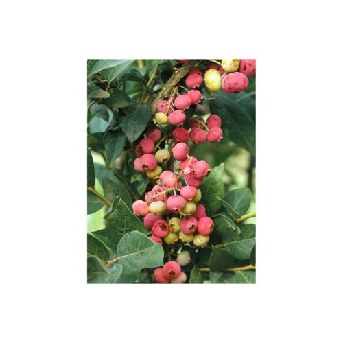 4063654820475 - Vaccinium corymbosum Pink Lemonade Heidelbeere rosa 30–40 cm 4063654820475 - Vaccinium corymbosum Pink Lemonade Heidelbeere rosa 30–40 cm