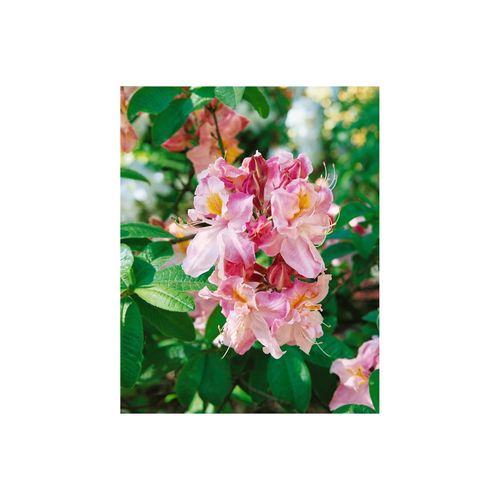 4063654074816 - Rhododendron luteum Cecile gelb 50–60 cm