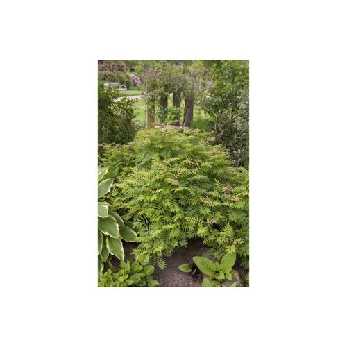 4063654277668 - Sorbaria sorbifolia Sem Fiederspiere buntes Laub 30–40 cm