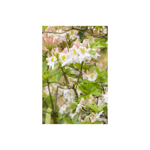 4063654077251 - Rhododendron luteum Persil gelb-weiß 30–40 cm