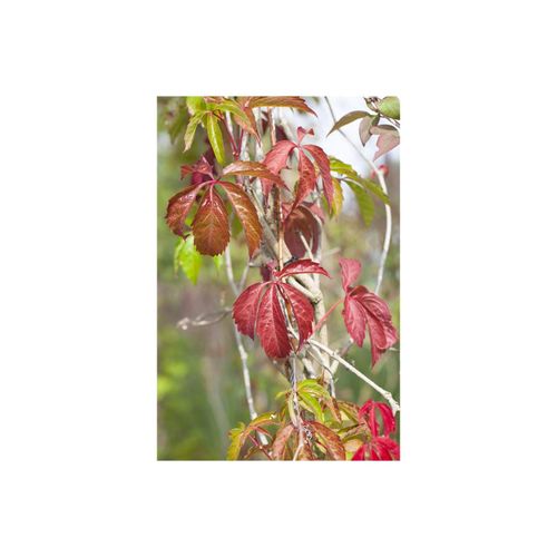 4063654808763 - Parthenocissus quinquefolia Engelmannii Wilder Wein 150–200 cm