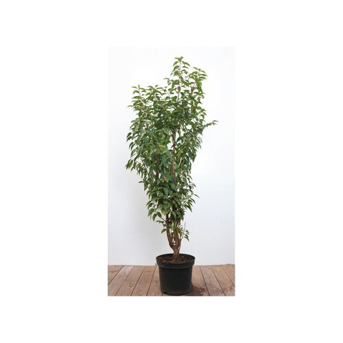 4063654811749 - Prunus lusitanica Portugiesischer Lorbeer immergrün 80–100 cm 4063654811749 - Prunus lusitanica Portugiesischer Lorbeer immergrün 80–100 cm