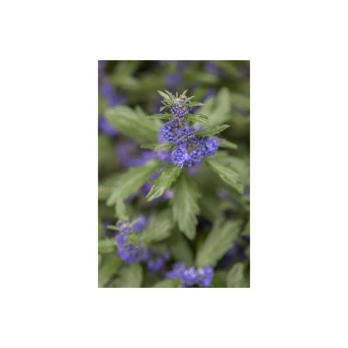 4063654245728 - Caryopteris clandonensis Blauer Spatz Bartblume blau 40–60 cm