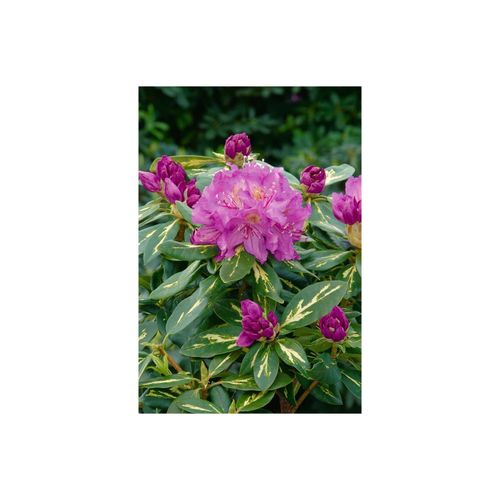 4063654006251 - Rhododendron Hybr Goldflimmer gelb-grün panaschiert 40–50 cm