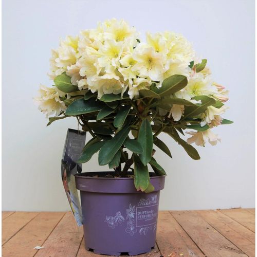 4063654078470 - Rhododendron INKARHO gelbe Dufthecke 30–40 cm