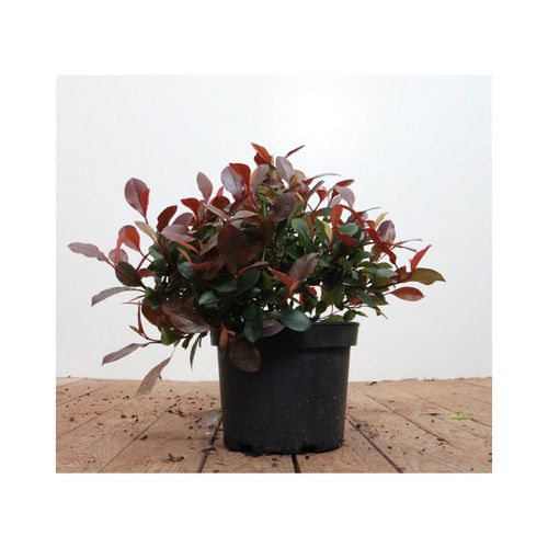 4063654817963 - Photinia fraseri Little Red Robin Glanzmispel rot 30–40 cm