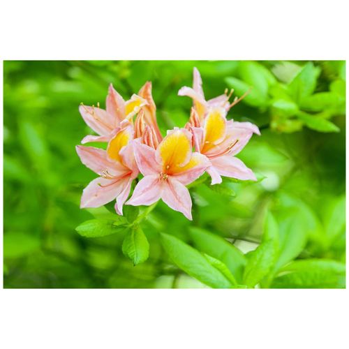 4063654099987 - Rhododendron luteum Josephine Klinger gelb 40–50 cm