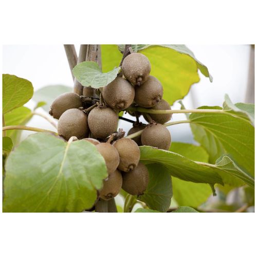 4063654253082 - Actinidia chinensis Solo Kiwi 100–150 cm selbstfruchtend 4063654253082 - Actinidia chinensis Solo Kiwi 100–150 cm selbstfruchtend