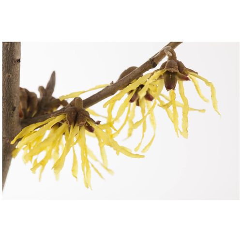 4063654232001 - Hamamelis mollis Pallida Chinesische Zaubernuss gelb 60–80 cm