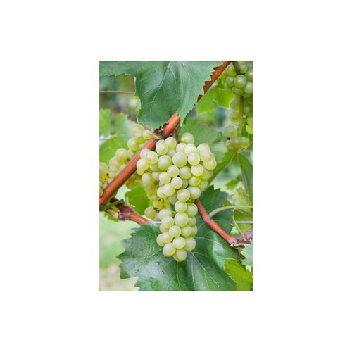 4063654236870 - Vitis vinifera Bianca Weinrebe 80–100 cm 4063654236870 - Vitis vinifera Bianca Weinrebe 80–100 cm