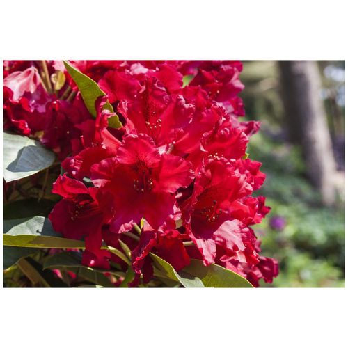 4063654073253 - Rhododendron Hybr Rabatz -R- INKARHO rot 30–40 cm 4063654073253 - Rhododendron Hybr Rabatz -R- INKARHO rot 30–40 cm