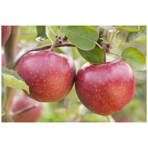 4063654284055 - Malus Jonagold Apfelbaum 150–200 cm 4063654284055 - Malus Jonagold Apfelbaum 150–200 cm