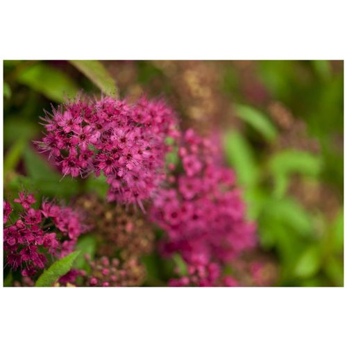 4063654334446 - Spiraea japonica Darts Red Rote Sommerspiere 30–40 cm 4063654334446 - Spiraea japonica Darts Red Rote Sommerspiere 30–40 cm