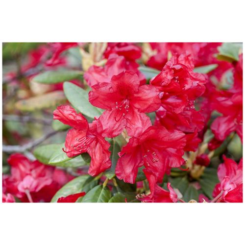 4063654007968 - Rhododendron yakusimanum Bohlkens Roter Stern rot 25–30 cm 4063654007968 - Rhododendron yakusimanum Bohlkens Roter Stern rot 25–30 cm